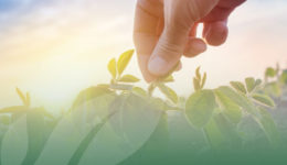 OP Isola verde Nascita consorzio