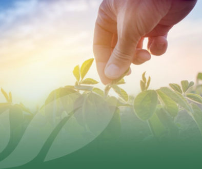 OP Isola verde Nascita consorzio