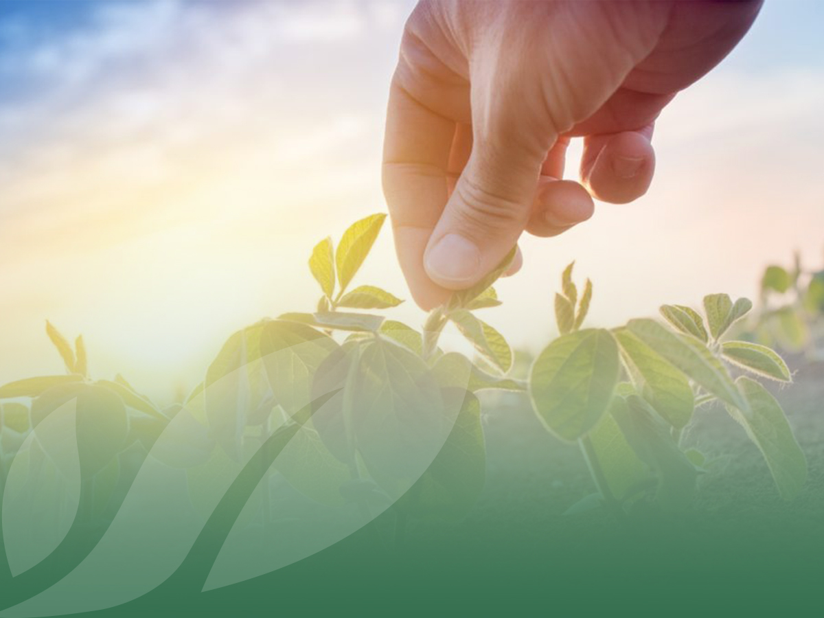 19 realtà, una sola filosofia: i valori di OP Isola Verde