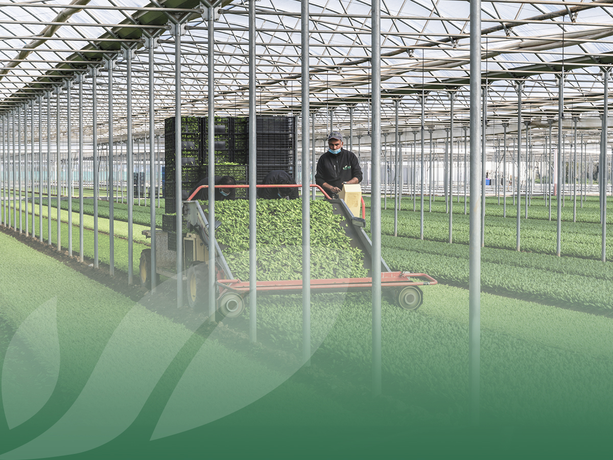 Baby leaf bio: cosa le rende speciali