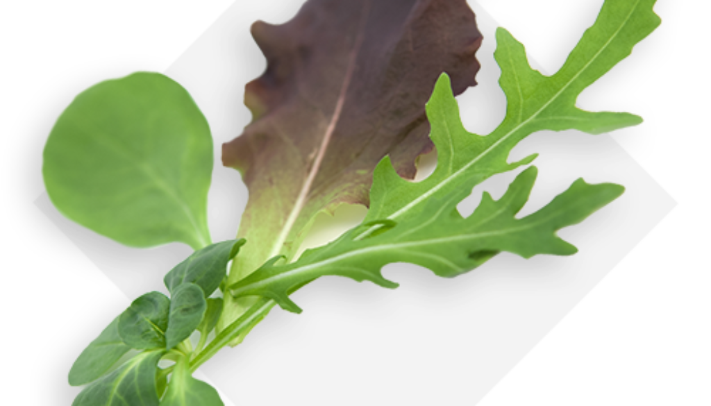 OP Isola verde_baby leaf mix