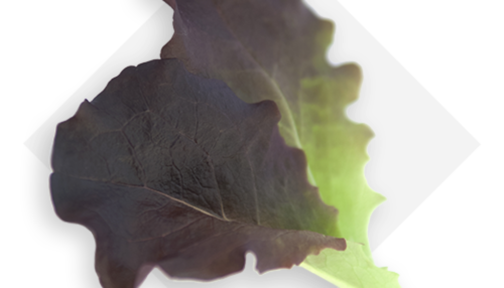 OP Isola verde_lattughino rosso