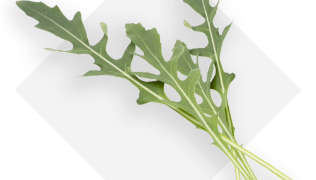 OP Isola verde_rucola