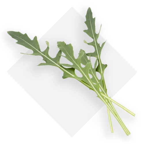 Rucola