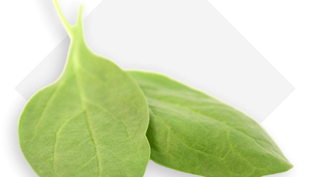 OP Isola verde_spinacino baby