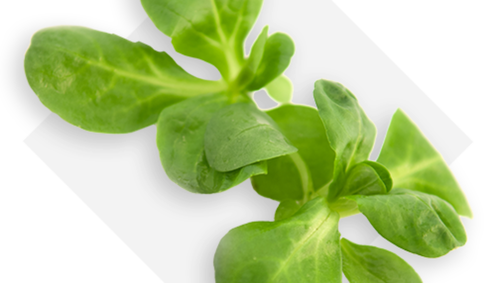 OP Isola verde_valerianella