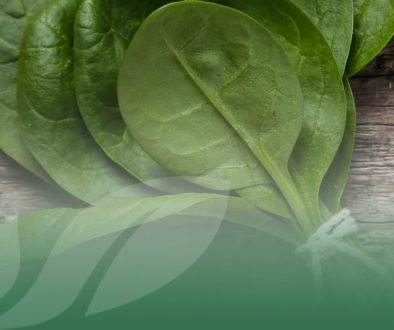 OP Isola verde_baby leaf_spinacio spinacino BLOG