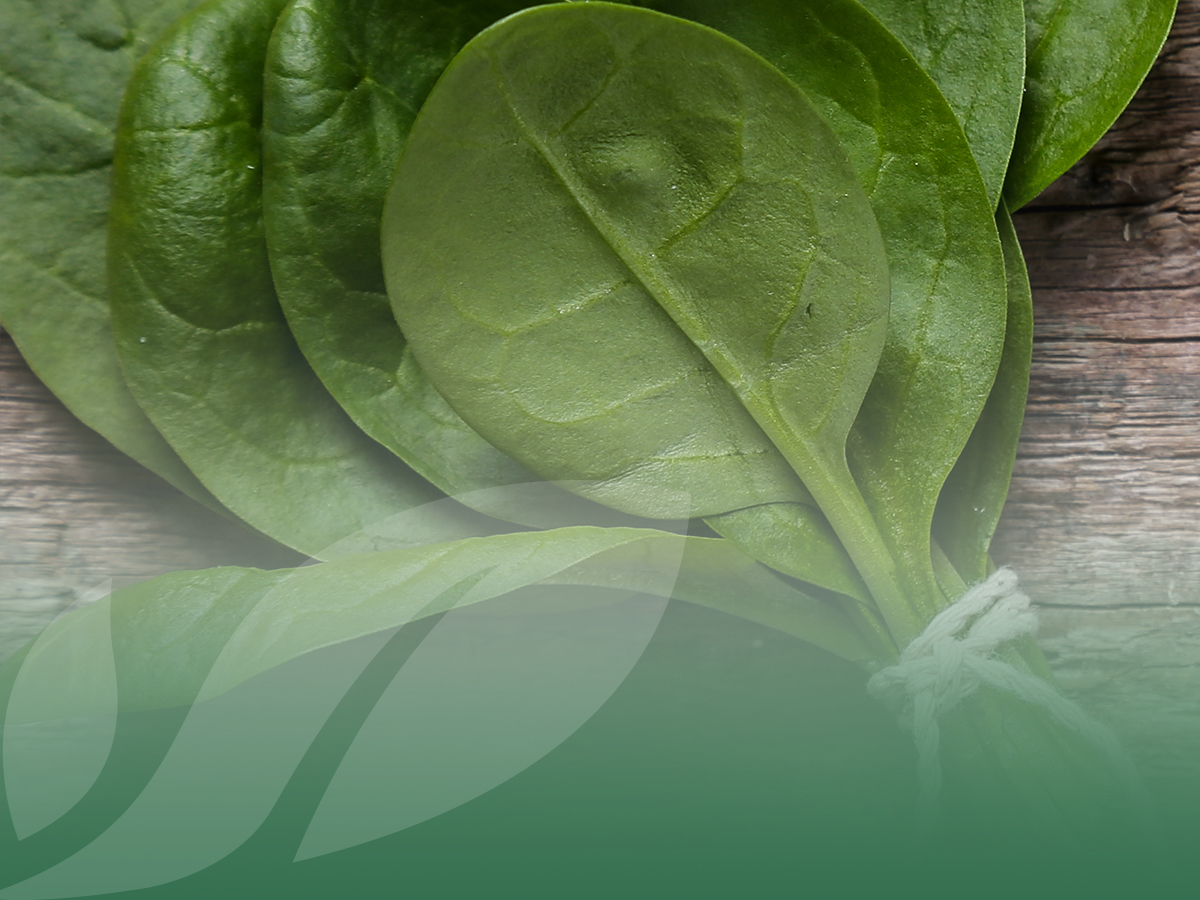 Spinacino o spinacio? Due verdure simili, ma diverse