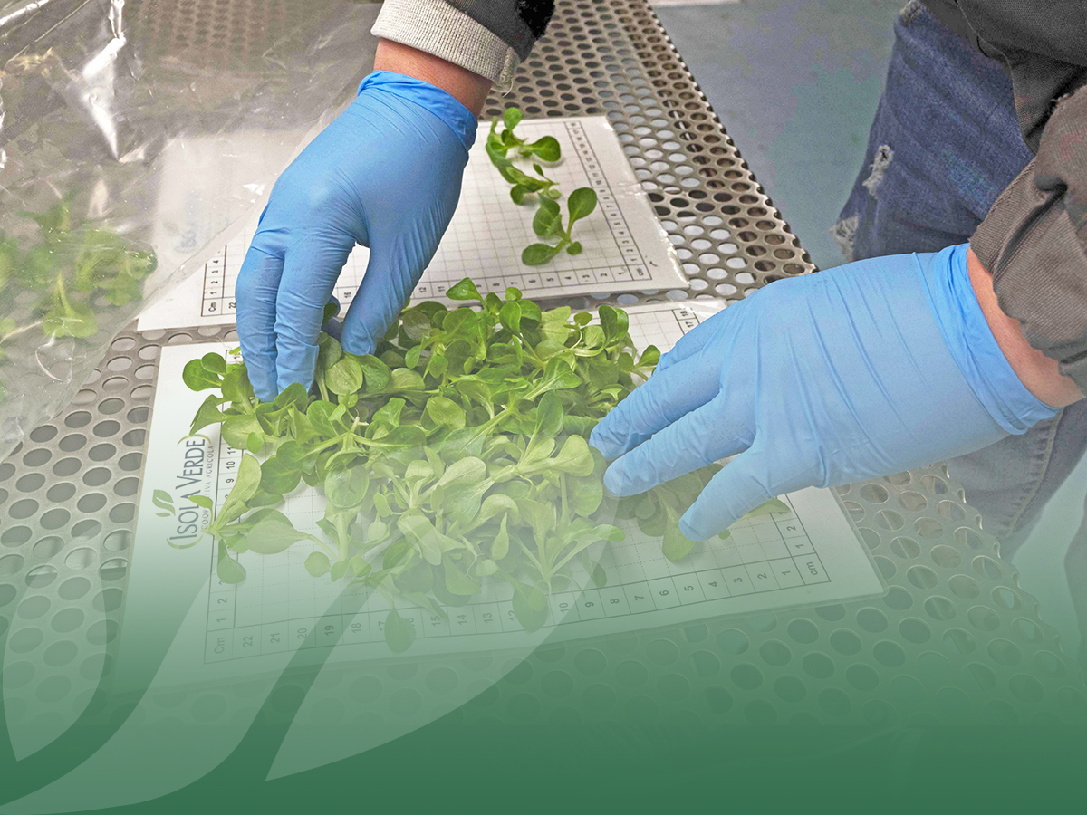 I controlli sulle baby leaf per il Regno Unito