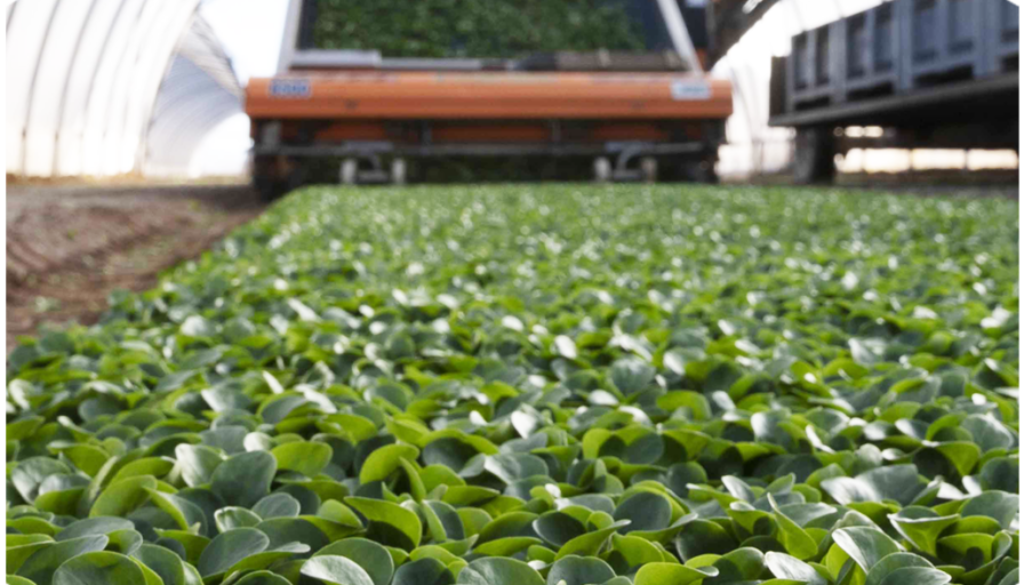 op isola verde_03 cura