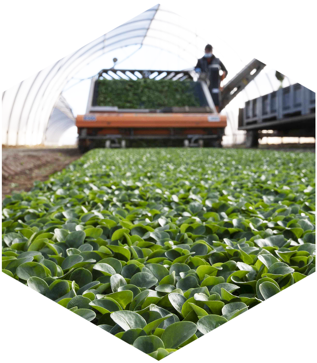 La cura dell’insalatina