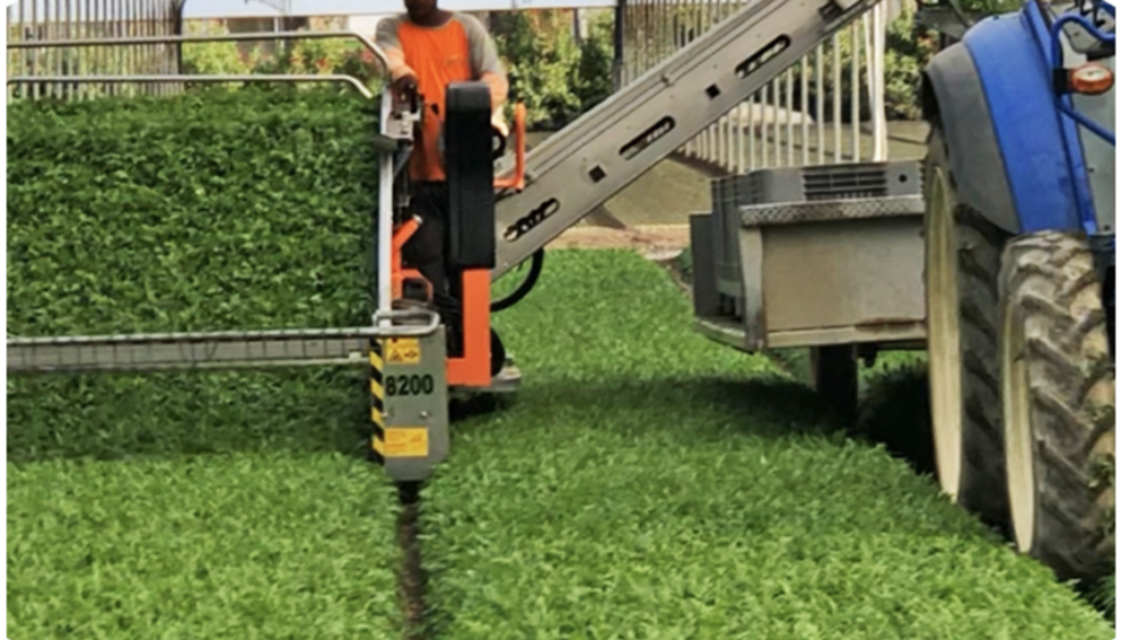 op isola verde_05 raccolta