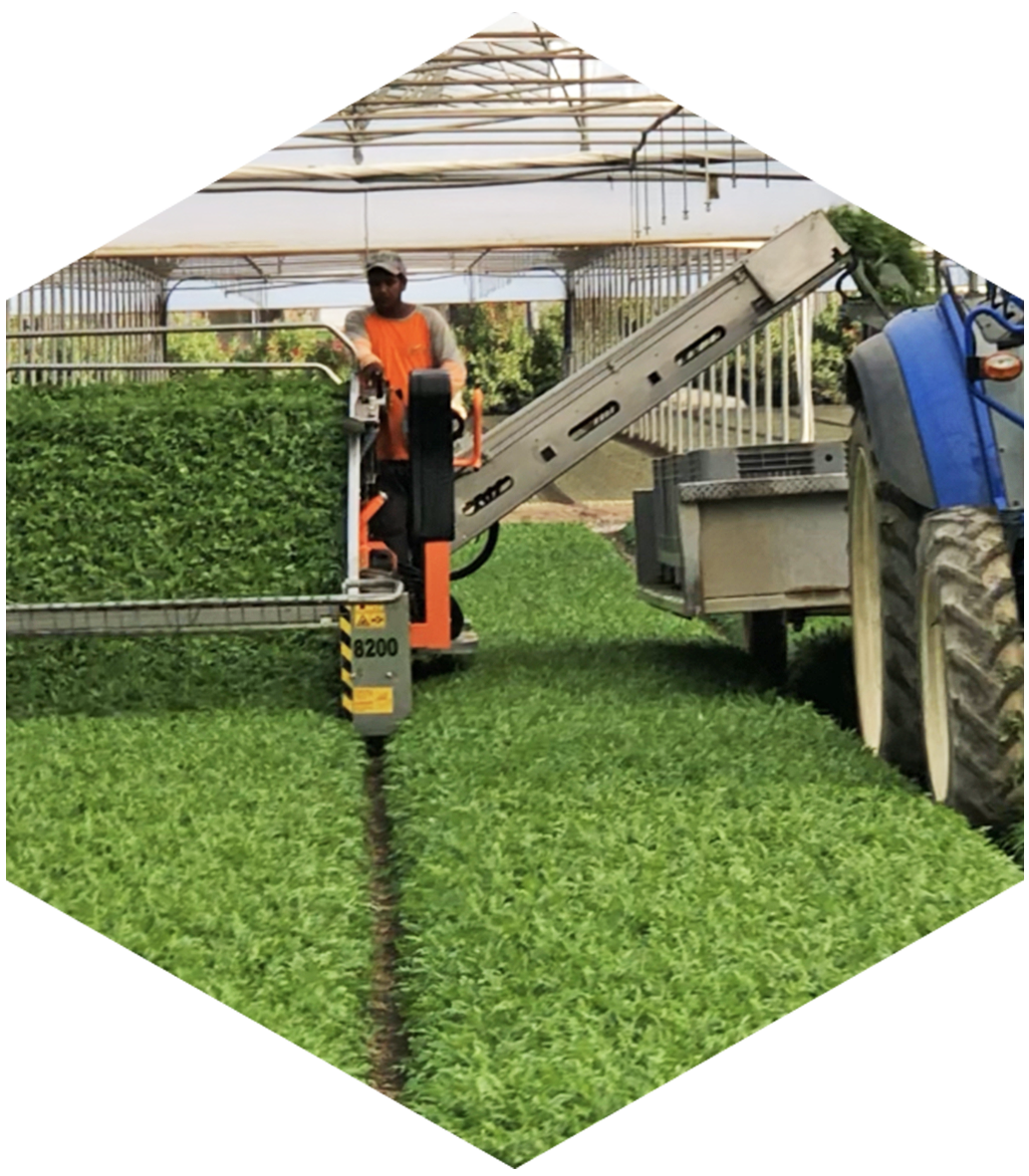 La raccolta delle insalatine