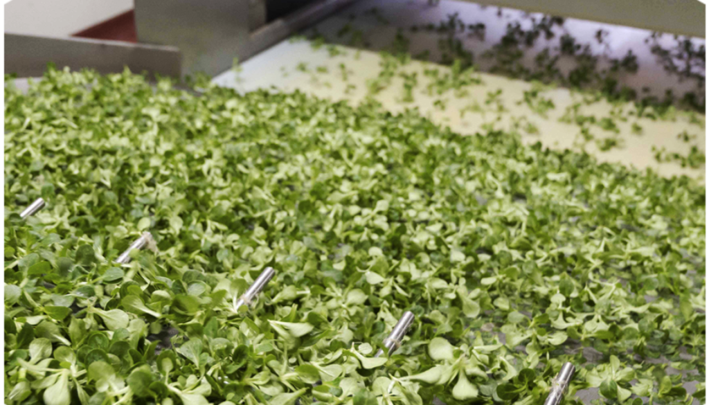 op isola verde_06 controllo