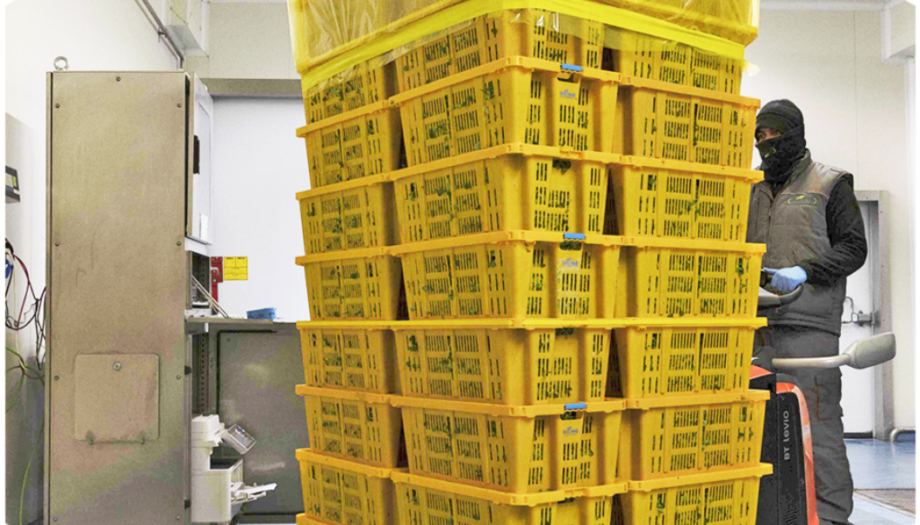 op isola verde_08 spedizione