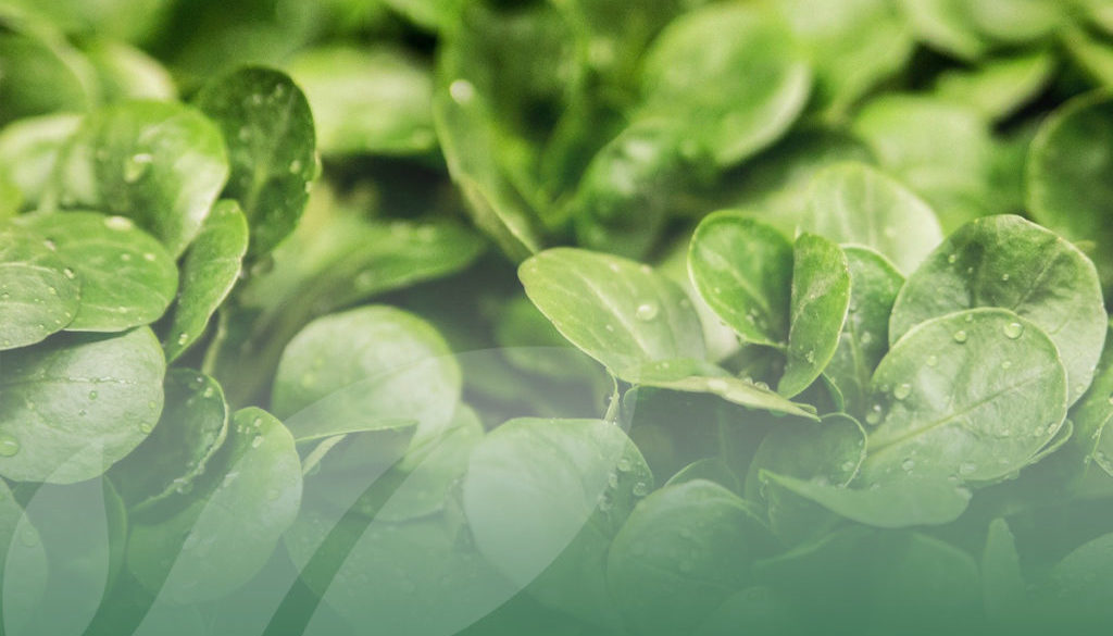 OP Isola Il nostro assortimento di Insalatine Prima Gamma