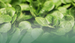 OP Isola Il nostro assortimento di Insalatine Prima Gamma