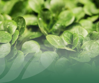 OP Isola Il nostro assortimento di Insalatine Prima Gamma