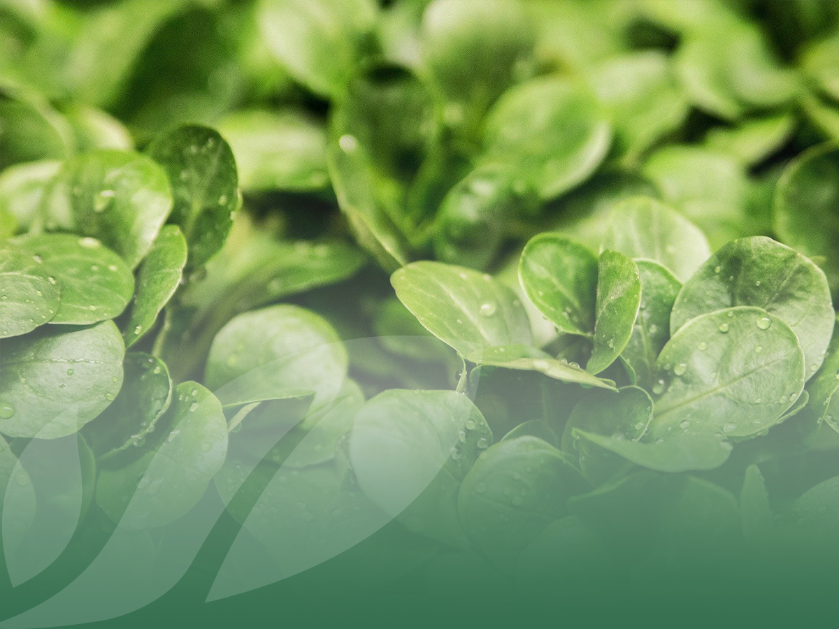 Il nostro assortimento di Insalatine Prima Gamma