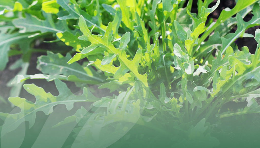OP Isola verde I benefici della rucola selvatica