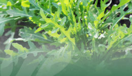 OP Isola verde I benefici della rucola selvatica