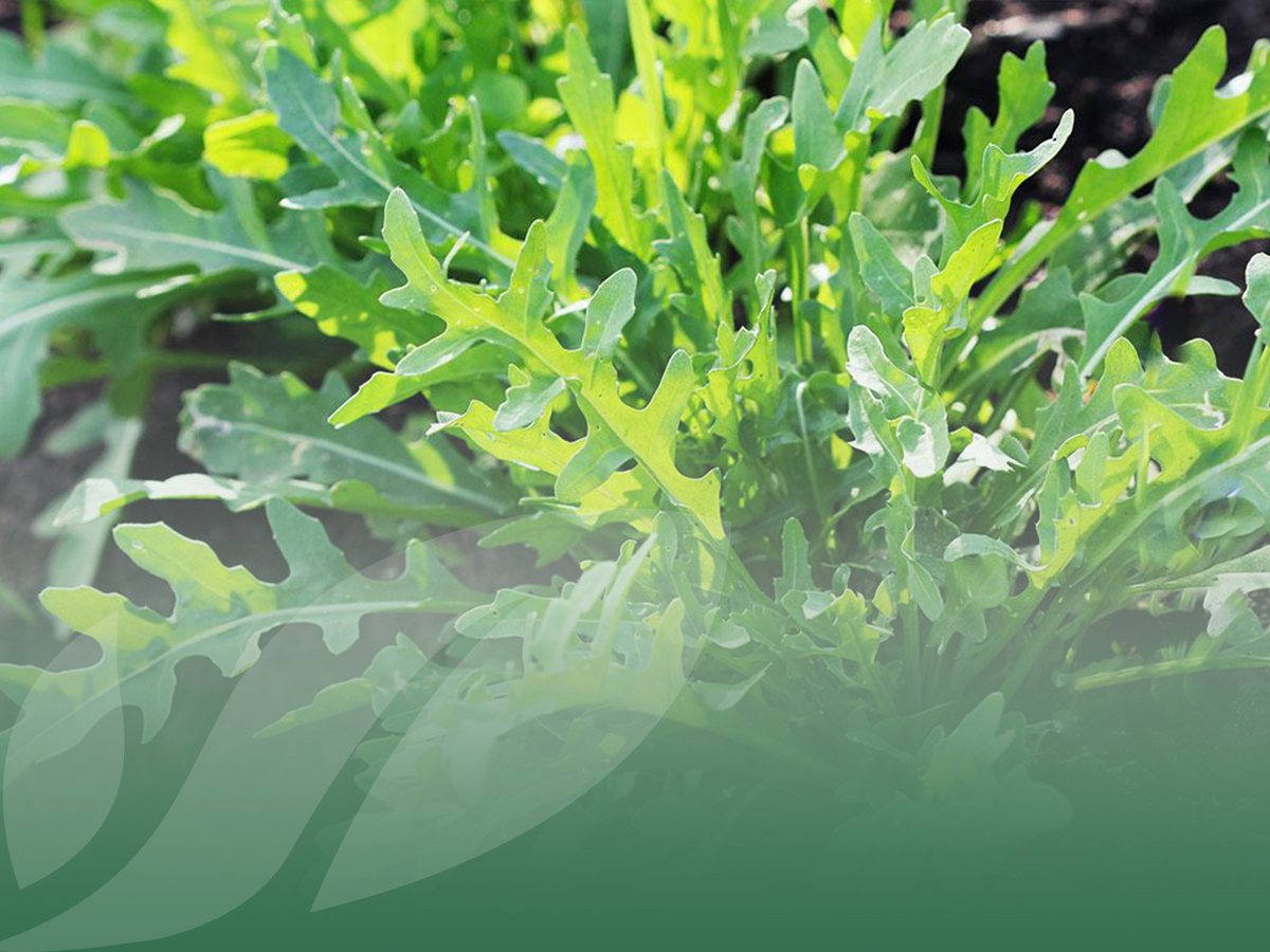 I benefici della rucola selvatica