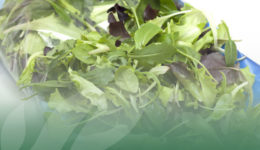 OP Isola verde Insalatine per la GDO 3 servizi a cui non puoi rinunciare