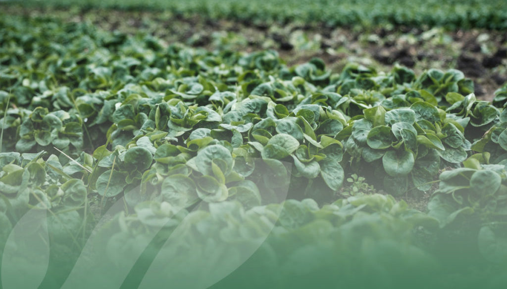 OP Isola verde L’agricoltura è un settore ancora in crescita