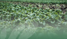 OP Isola verde L’agricoltura è un settore ancora in crescita