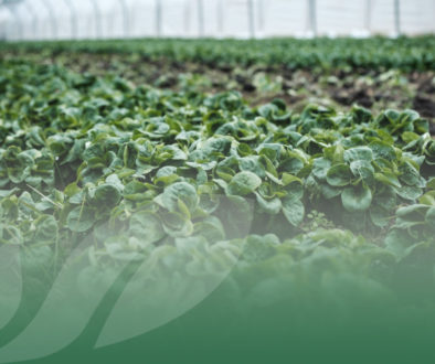 OP Isola verde L’agricoltura è un settore ancora in crescita