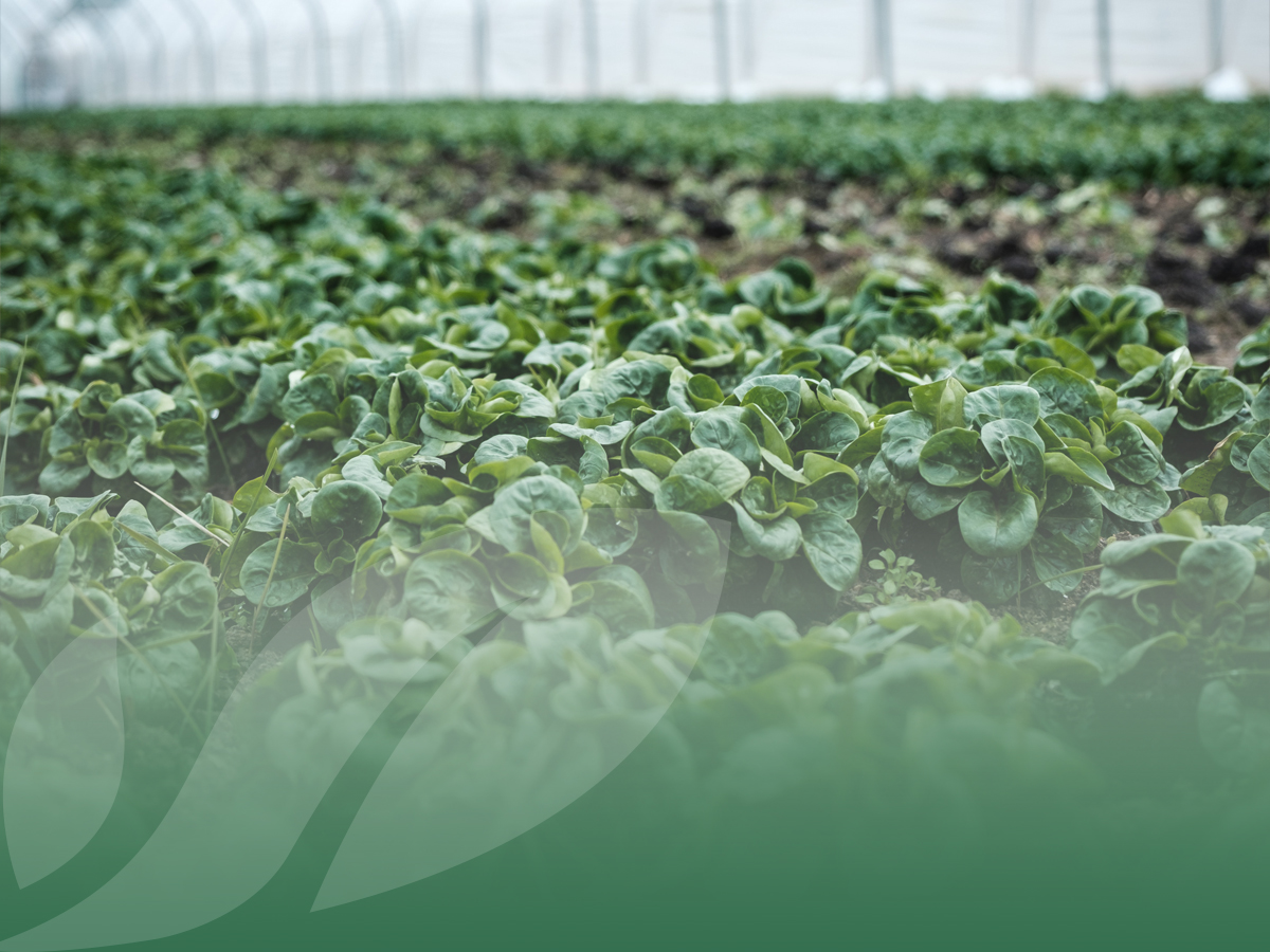 L’agricoltura è un settore ancora in crescita