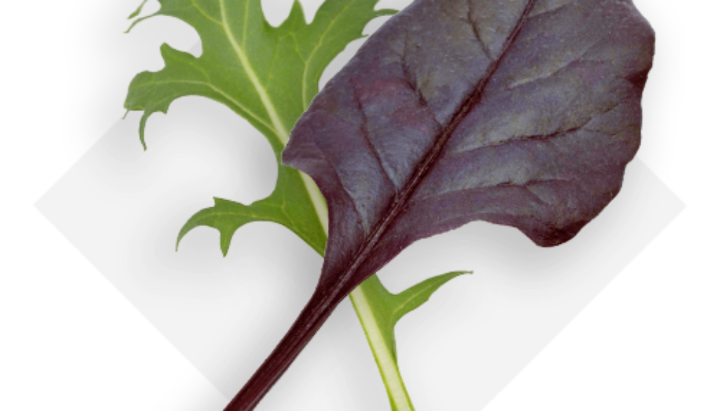 OP-Isola-verde_insalate-orientali-en