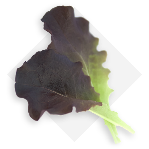 Red baby lettuce