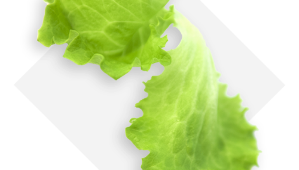 OP-Isola-verde_lattughino-verde-en