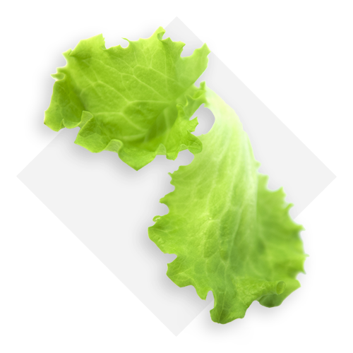 Green baby lettuce