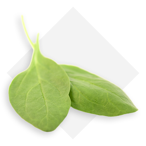 Baby Spinach